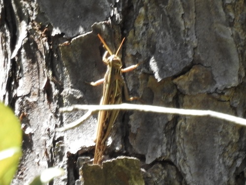 Schistocerca americana image
