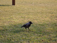 Corvus cornix