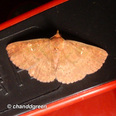 Sarobides inconclusa