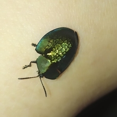 Cyrtonota thalassina