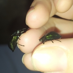 Cyrtonota thalassina