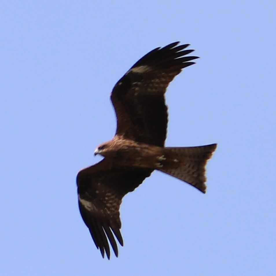 Black Kite