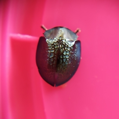 Cyrtonota thalassina