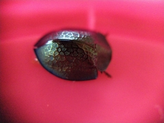 Cyrtonota thalassina