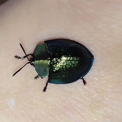 Cyrtonota thalassina