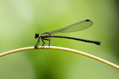 Lestoidea