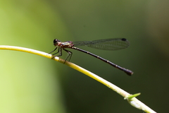 Lestoidea
