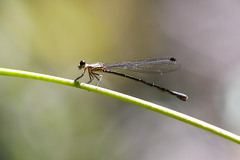 Lestoidea