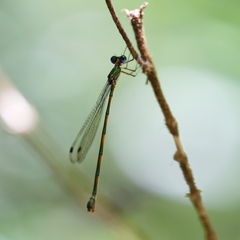 Synlestes tropicus