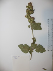 Arctium minus