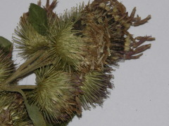 Arctium minus