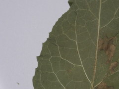 Arctium minus