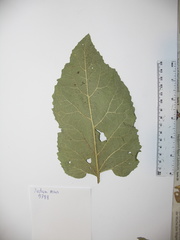 Arctium minus