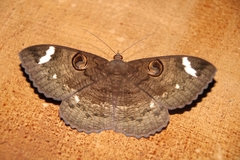 Erebus hieroglyphica