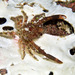 Ornamental Spider Crab - Photo (c) 104623964081378888743, some rights reserved (CC BY-NC), uploaded by 104623964081378888743