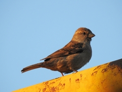 Passer domesticus