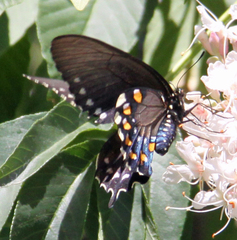 Battus philenor hirsuta