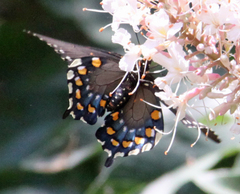 Battus philenor hirsuta