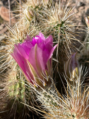 Echinocereus engelmannii