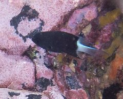 Pycnochromis margaritifer