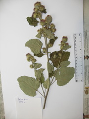 Arctium minus