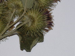 Arctium minus