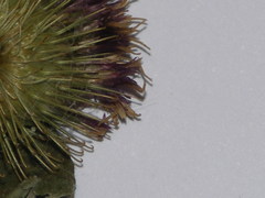 Arctium minus