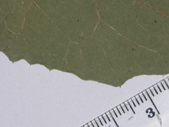 Arctium minus