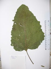 Arctium minus
