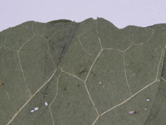 Arctium minus