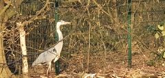 Ardea cinerea