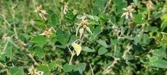 Crotalaria doidgeae