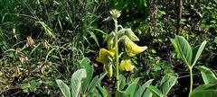 Crotalaria doidgeae