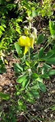 Crotalaria doidgeae