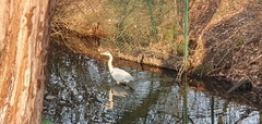 Ardea cinerea