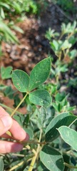Crotalaria doidgeae
