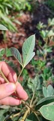 Crotalaria doidgeae