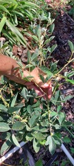 Crotalaria doidgeae