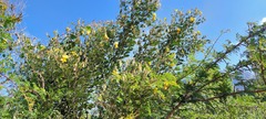 Crotalaria doidgeae