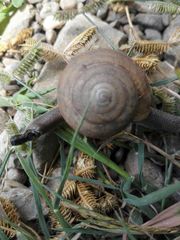 Ariophantidae