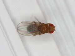 Drosophila melanogaster