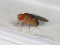 Drosophila melanogaster