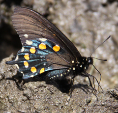 Battus philenor hirsuta