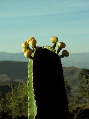 Euphorbia abyssinica
