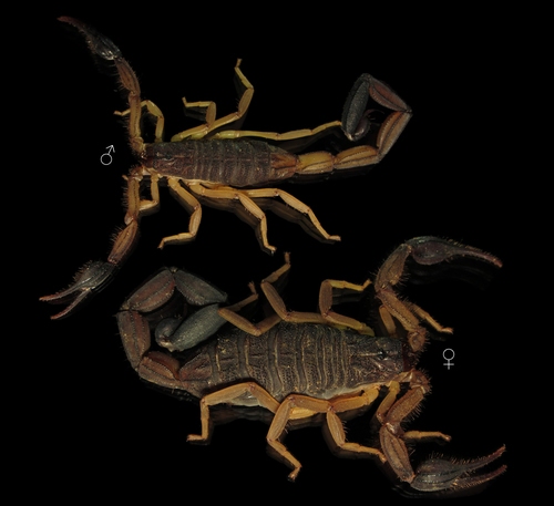 Edward's Bark Scorpion