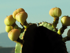 Euphorbia abyssinica