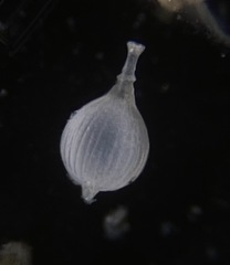 Lagena striata