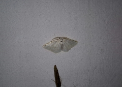 Stegania trimaculata