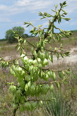 Yucca constricta