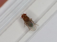 Drosophila melanogaster